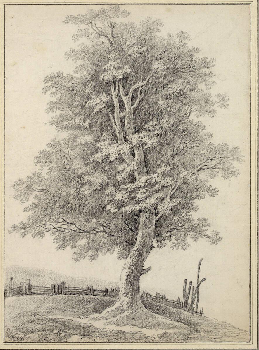 Emmanuel Héré de Corny, Baumstudie, Inv. Nr.: 12782