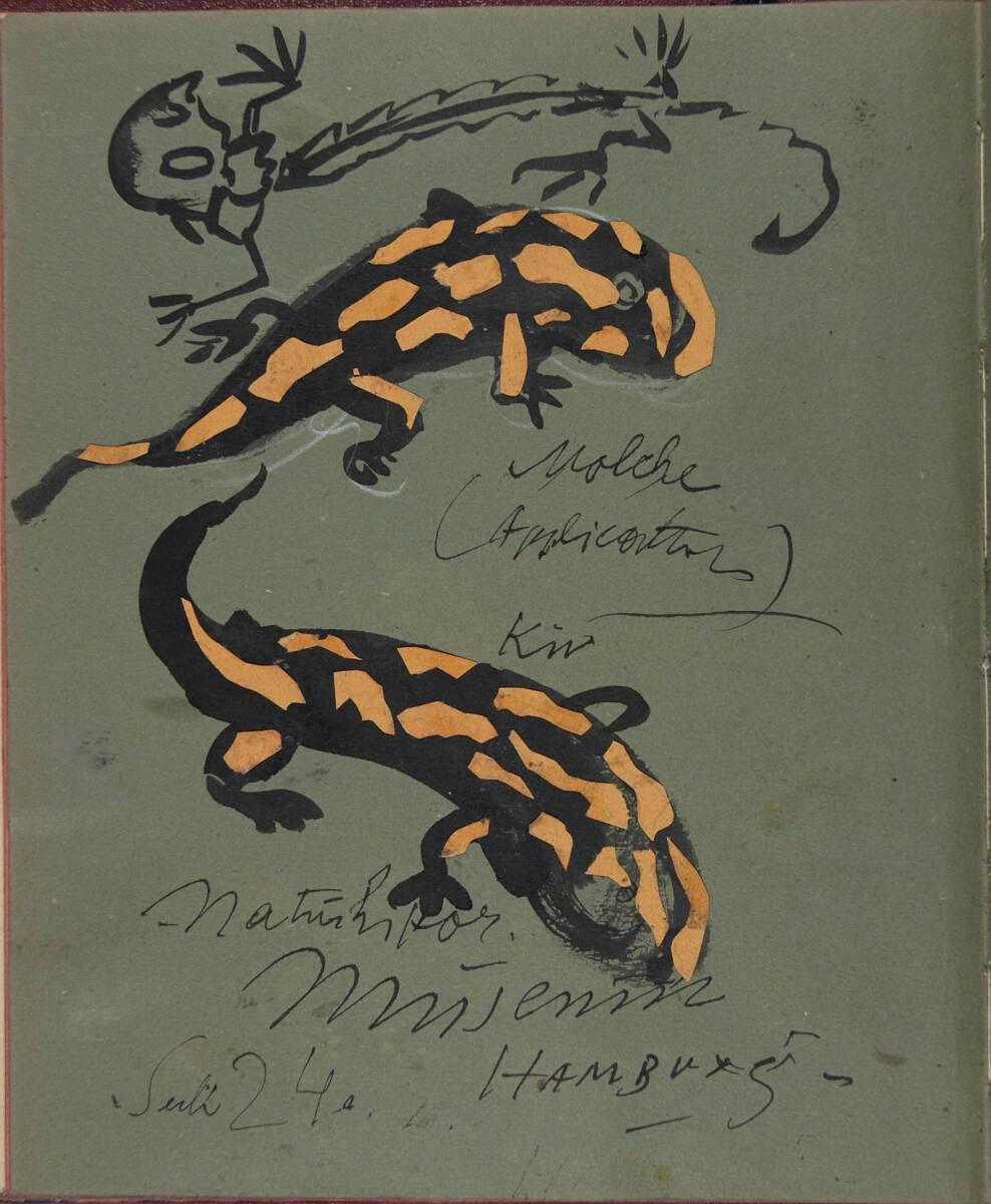 Oskar Laske, "Molche; Naturhistor. Museum", Inv. Nr.: 35007/10/24