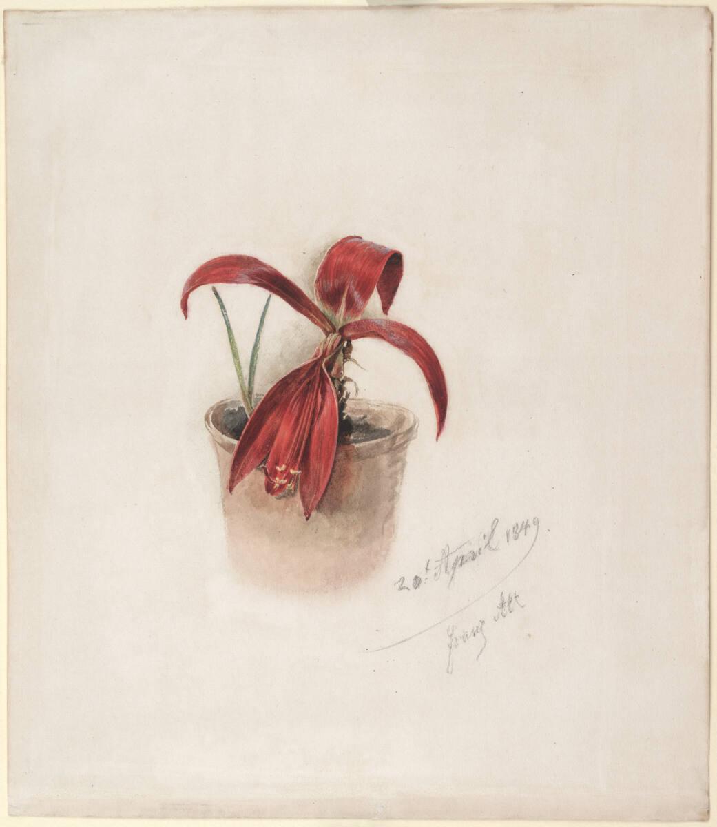 Franz Alt, Pflanzenstudie: Blühender Kaktus, Inv. Nr.: DL190
