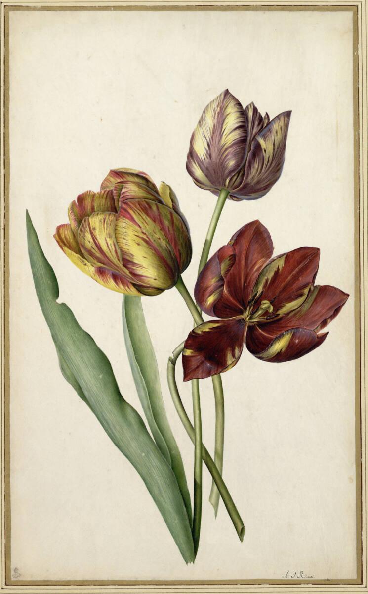 Henri Joseph Redouté, Tulpenstrauß, Inv. Nr.: 12920