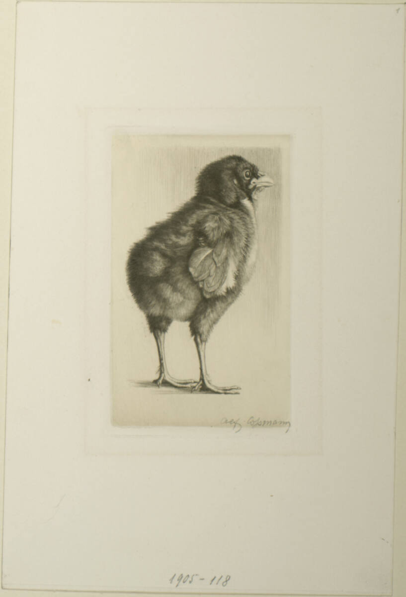 Küken, Alfred Cossmann