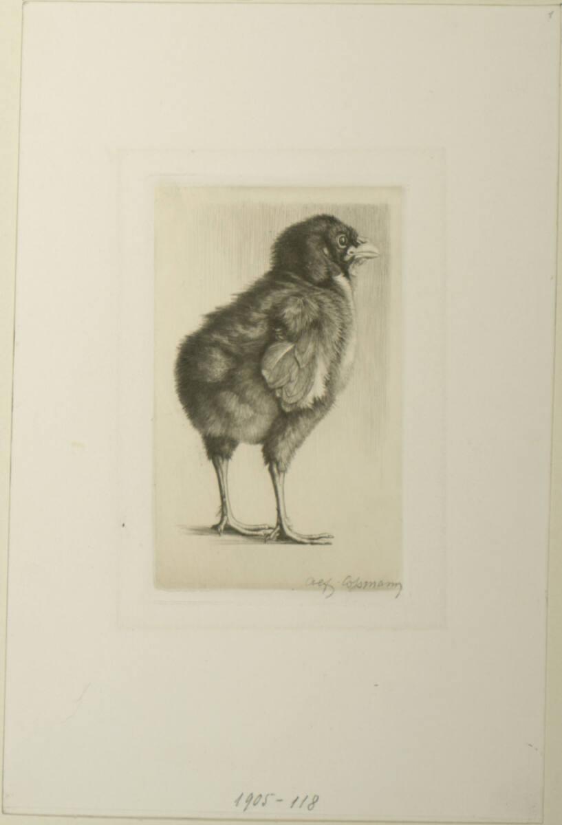 Alfred Cossmann, Küken, Inv. Nr.: DG1905/118