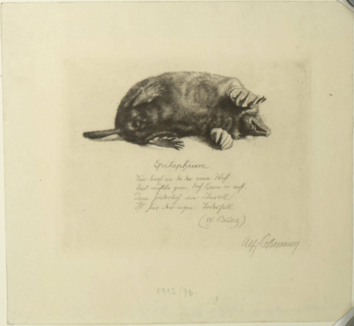 Alfred Cossmann, Maulwurf Epitaphium, Inv. Nr.: DG1912/76