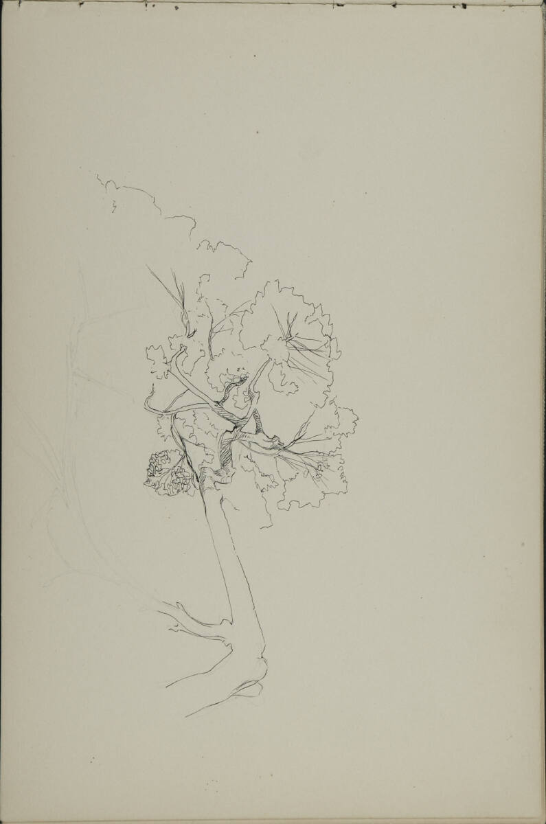 Baumstudie, Leopold Bauer, 1899