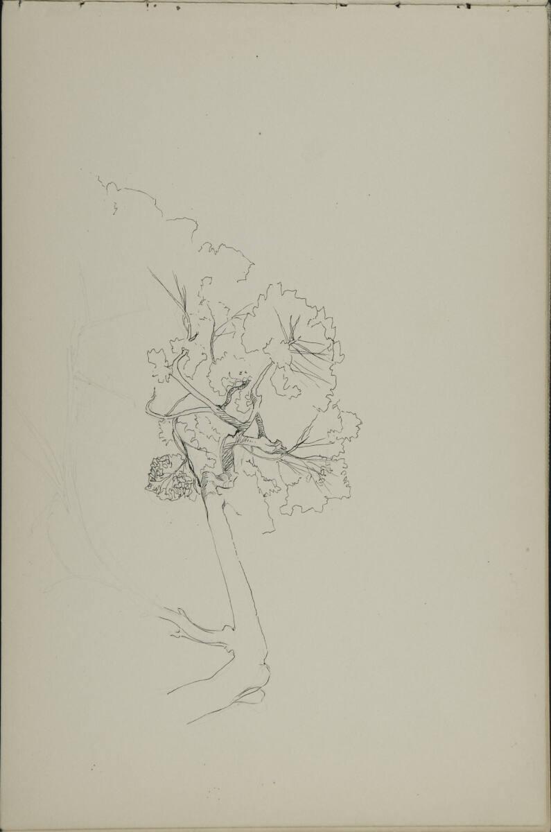 Leopold Bauer, Baumstudie, Inv. Nr.: 41139/17v