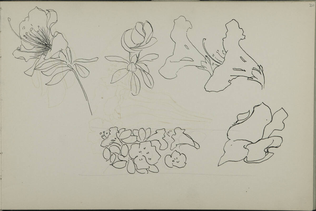 florale Studien, Leopold Bauer, 1899
