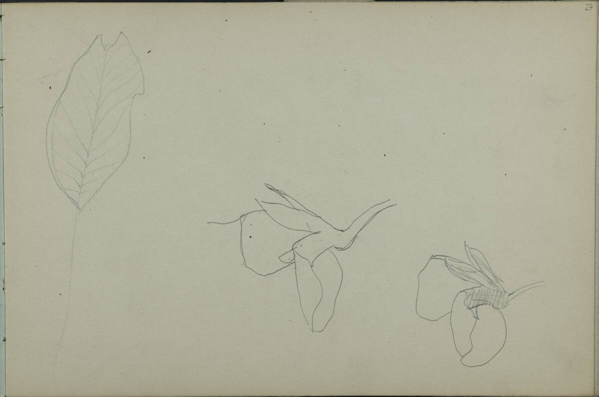 Pflanzenstudien, Leopold Bauer, 1900
