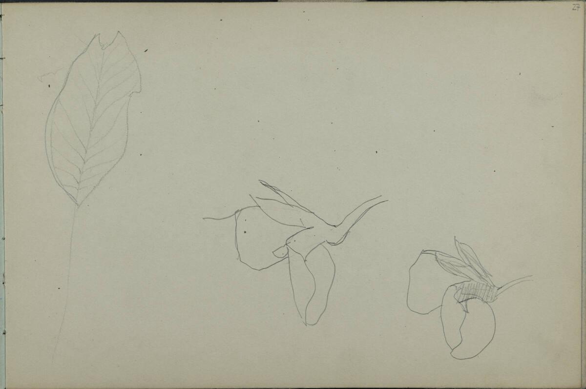 Leopold Bauer, Pflanzenstudien, Inv. Nr.: 41139/27r
