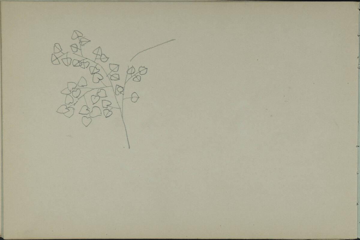 Leopold Bauer, Pflanzenstudie, Inv. Nr.: 41139/28v