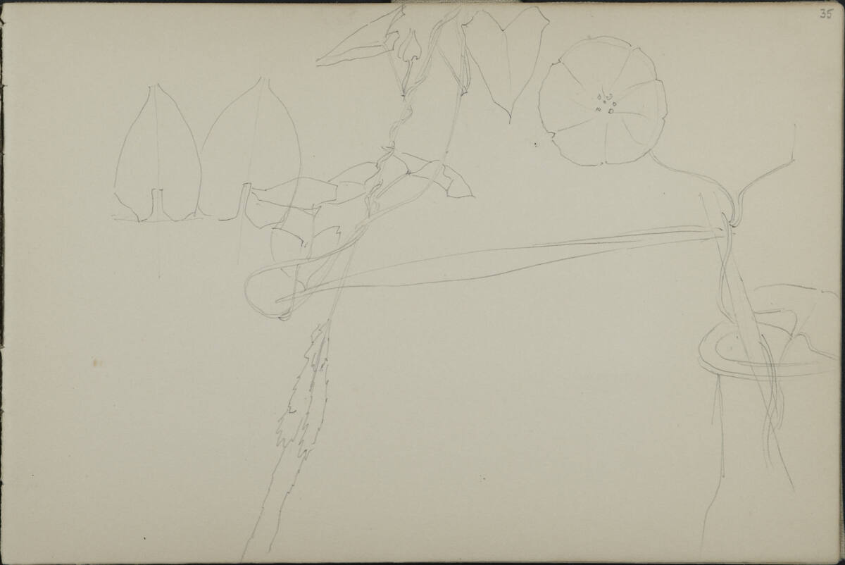Pflanzenstudie, Leopold Bauer, 1900