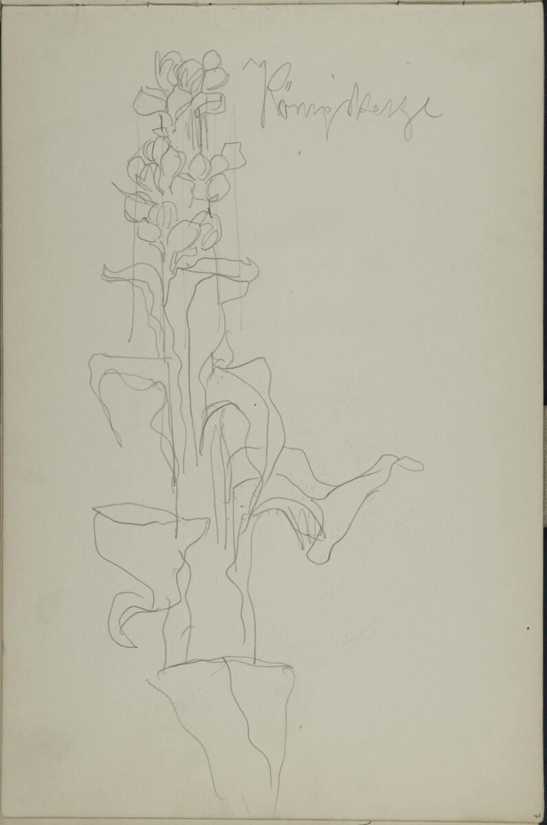 Leopold Bauer, Skizze einer Königskerze, Inv. Nr.: 41139/7r