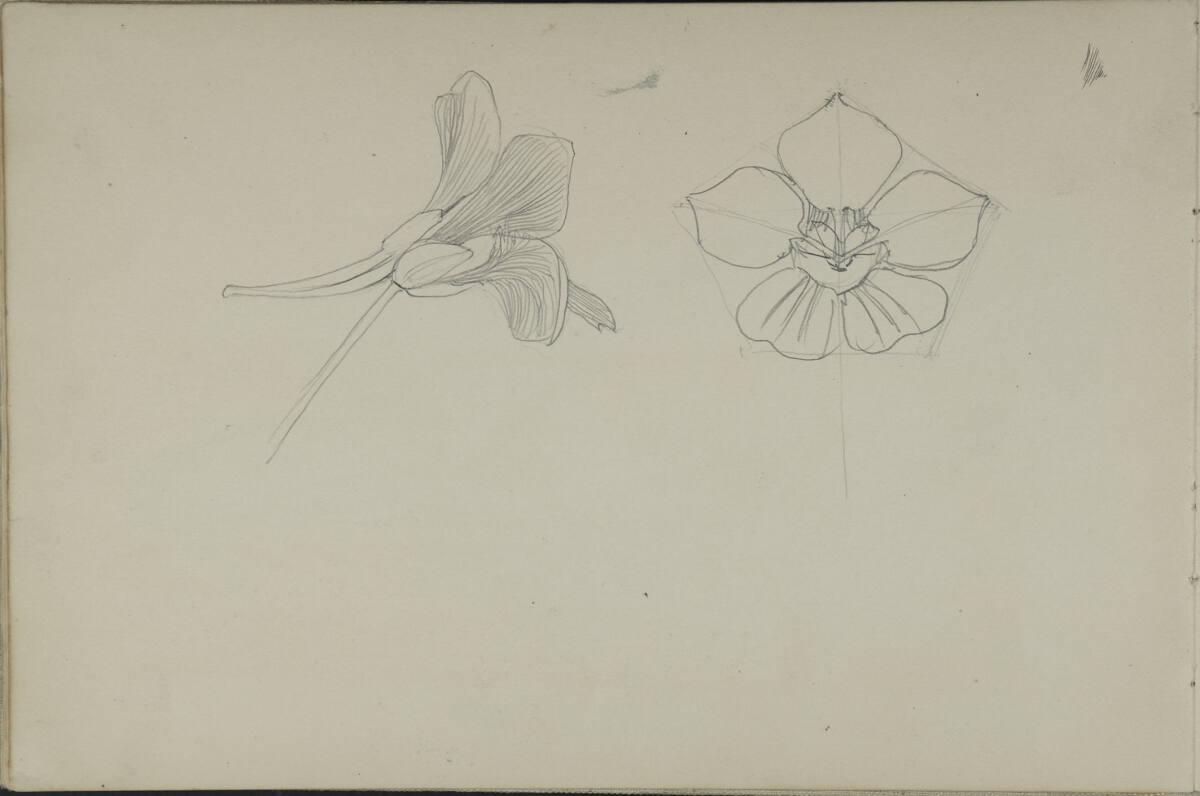 Leopold Bauer, Detailstudien für ein florales Ornament, Inv. Nr.: 41139/nach4v