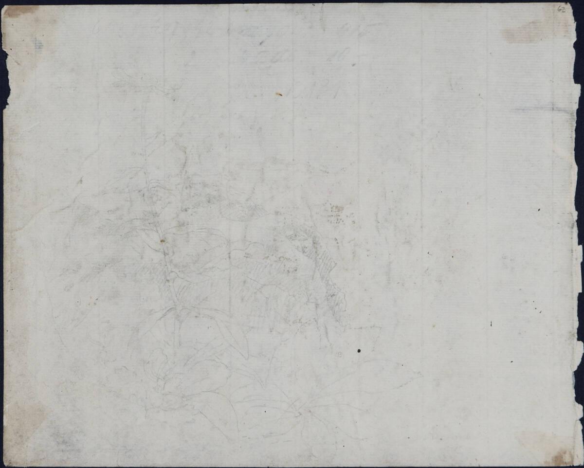 Carl Gauermann, Pflanzenstudie, Inv. Nr.: 42762/62v