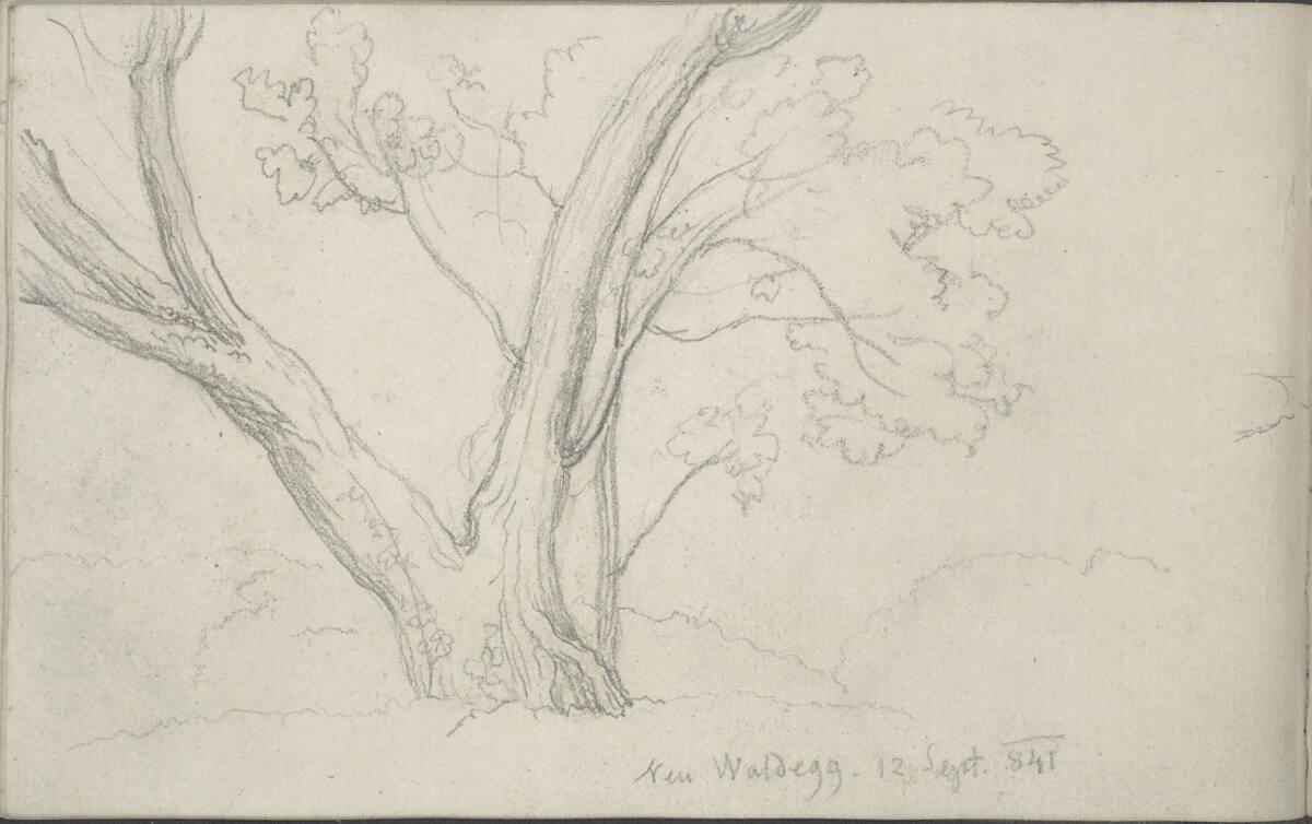 Blasius Höfel, Baumstudie, in Neuwaldegg, Inv. Nr.: 35116/93v