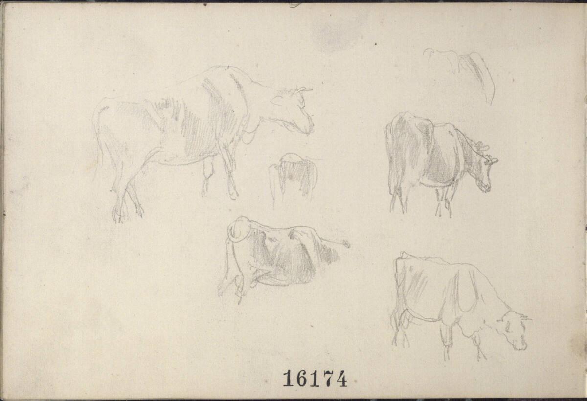 Anton Hansch, Diverse Rinderstudien, Inv. Nr.: 16174/b