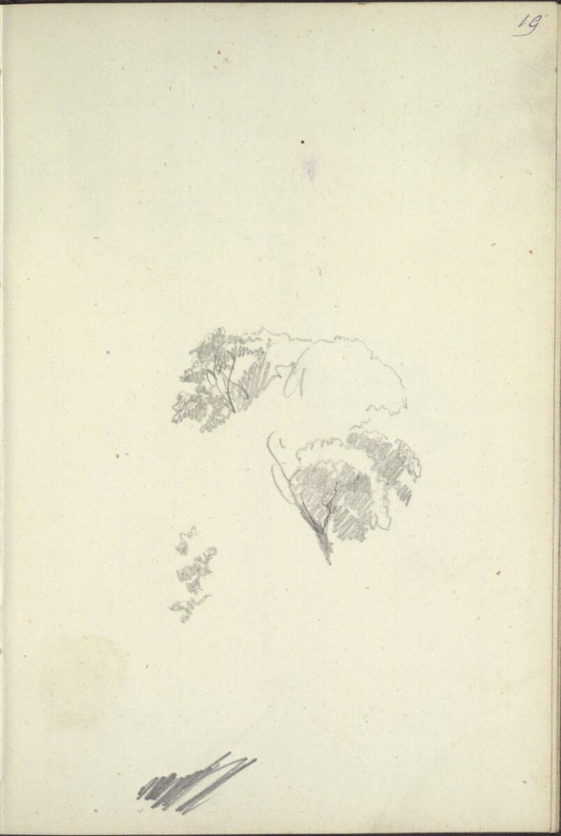 Anton Hansch, Skizze einer Baumkrone, Inv. Nr.: 16186/b