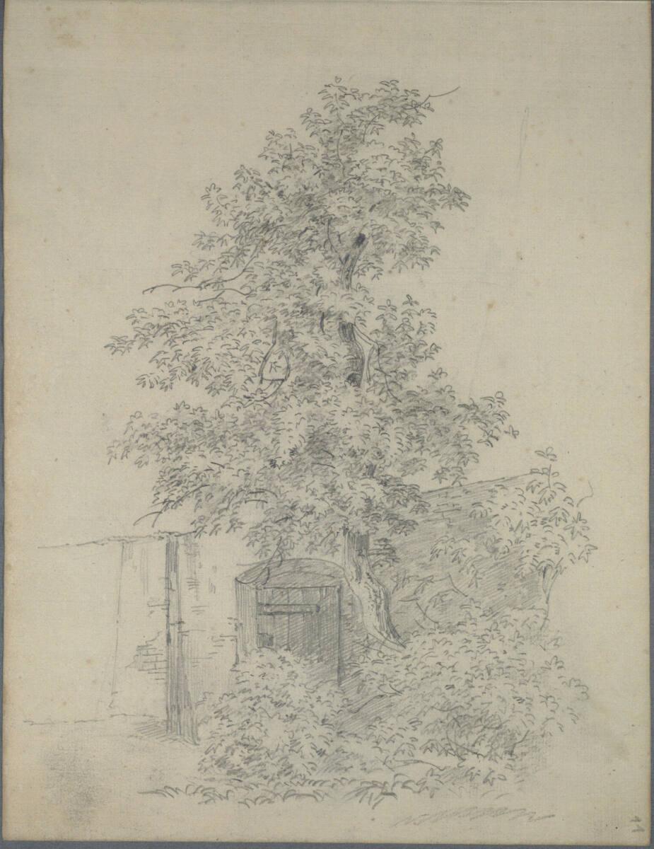 Joseph Holzer, Baumstudie vor einer Mauer mit Tür, Inv. Nr.: 25932/11