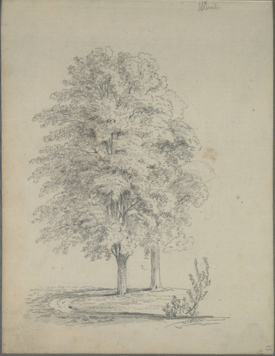 Baumstudie, Joseph Holzer, 1836–1837