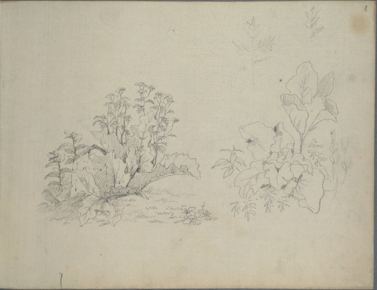 Pflanzenstudien, Joseph Holzer, 1836–1837