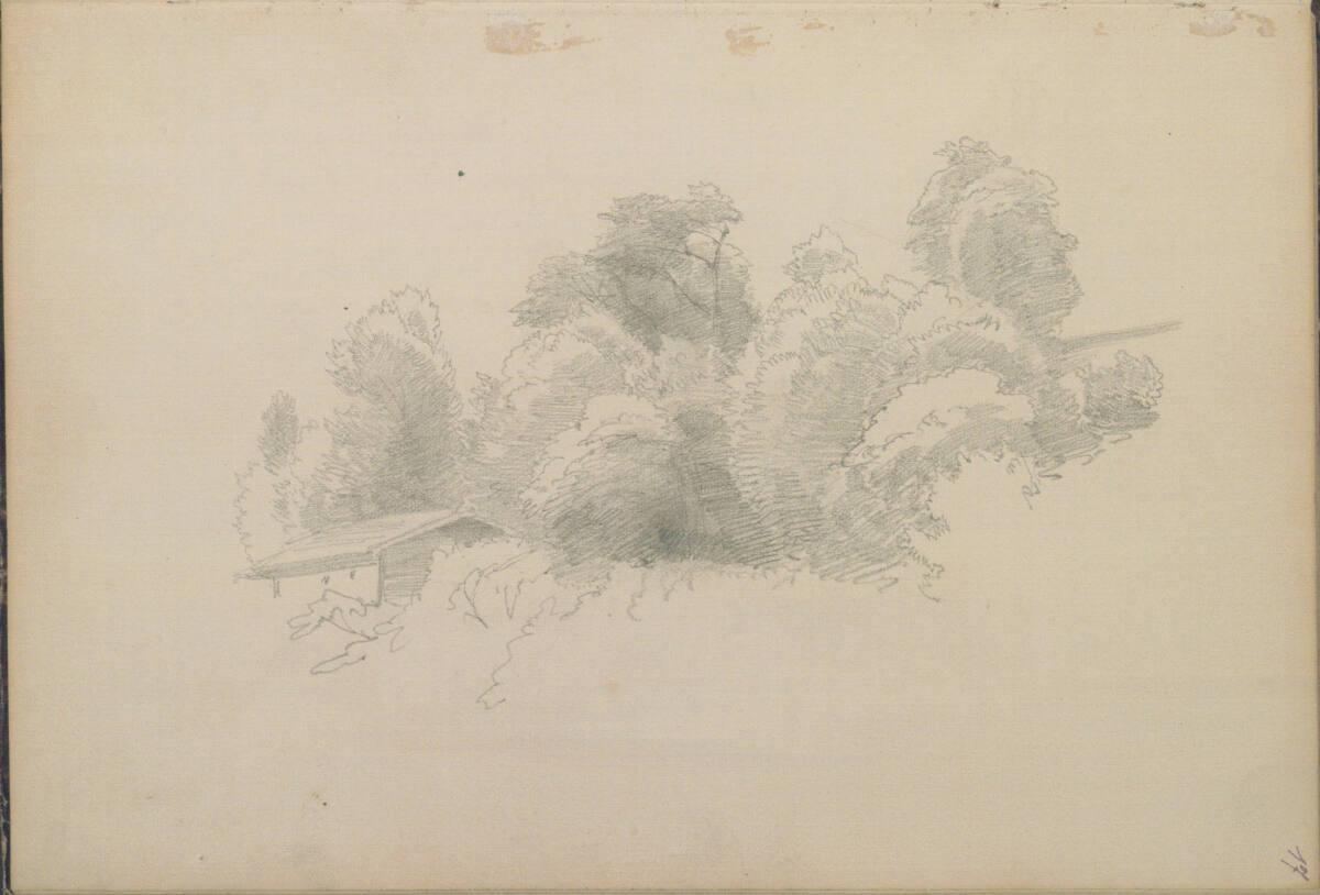 Anton Hansch, Waldstück, Inv. Nr.: 16207/a