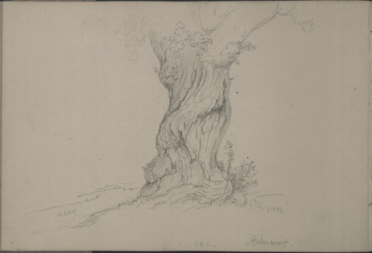 Baum in Stattersdorf (?), Blasius Höfel