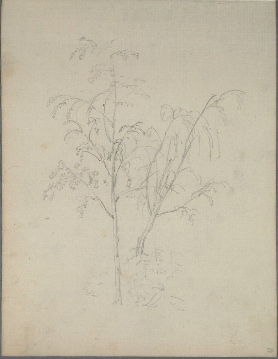 Baumskizzen, Joseph Holzer, 1836–1837