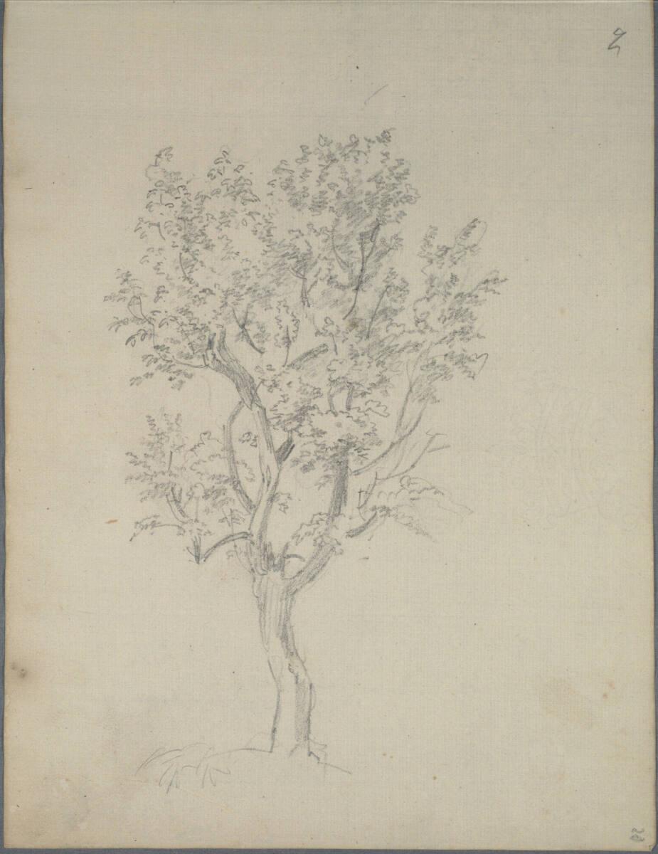 Joseph Holzer, Baumskizze, Inv. Nr.: 25932/20