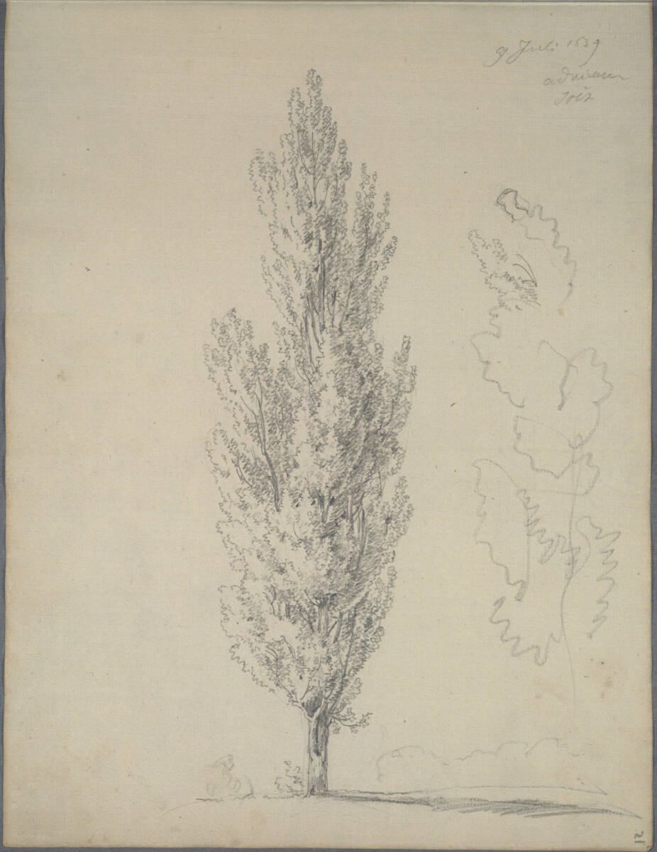 Pappelstudie und Pappelskizze in Jois (?), Joseph Holzer