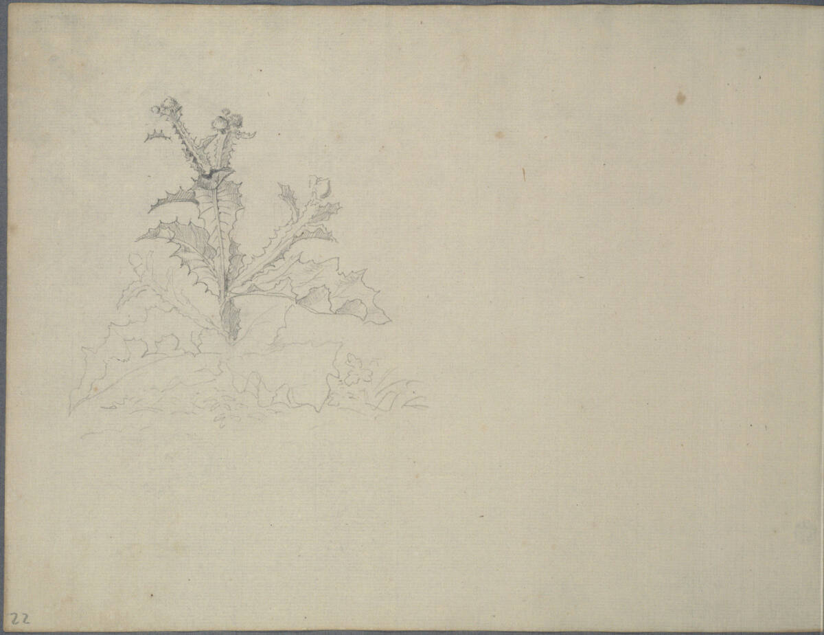 Distelstudie (kopfstehend), Joseph Holzer, 1836–1837