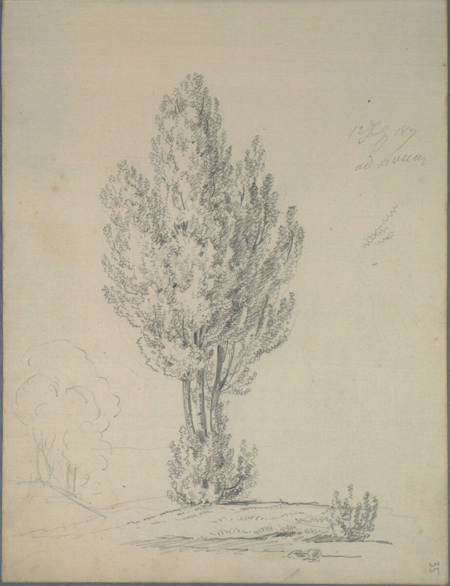 Pappelstudie, Joseph Holzer