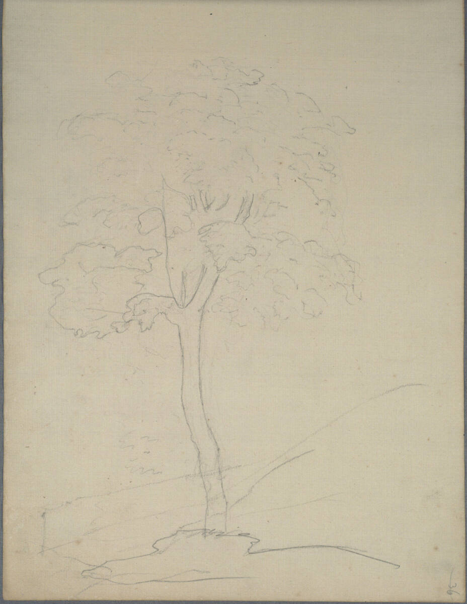 Baumskizze, Joseph Holzer, 1836–1837