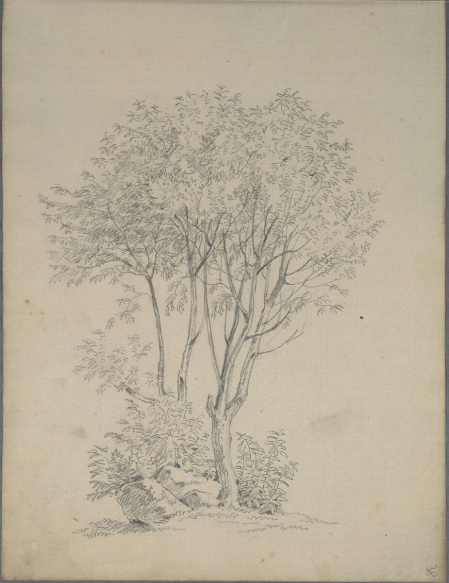 Baumstudie, Joseph Holzer, 1836–1837