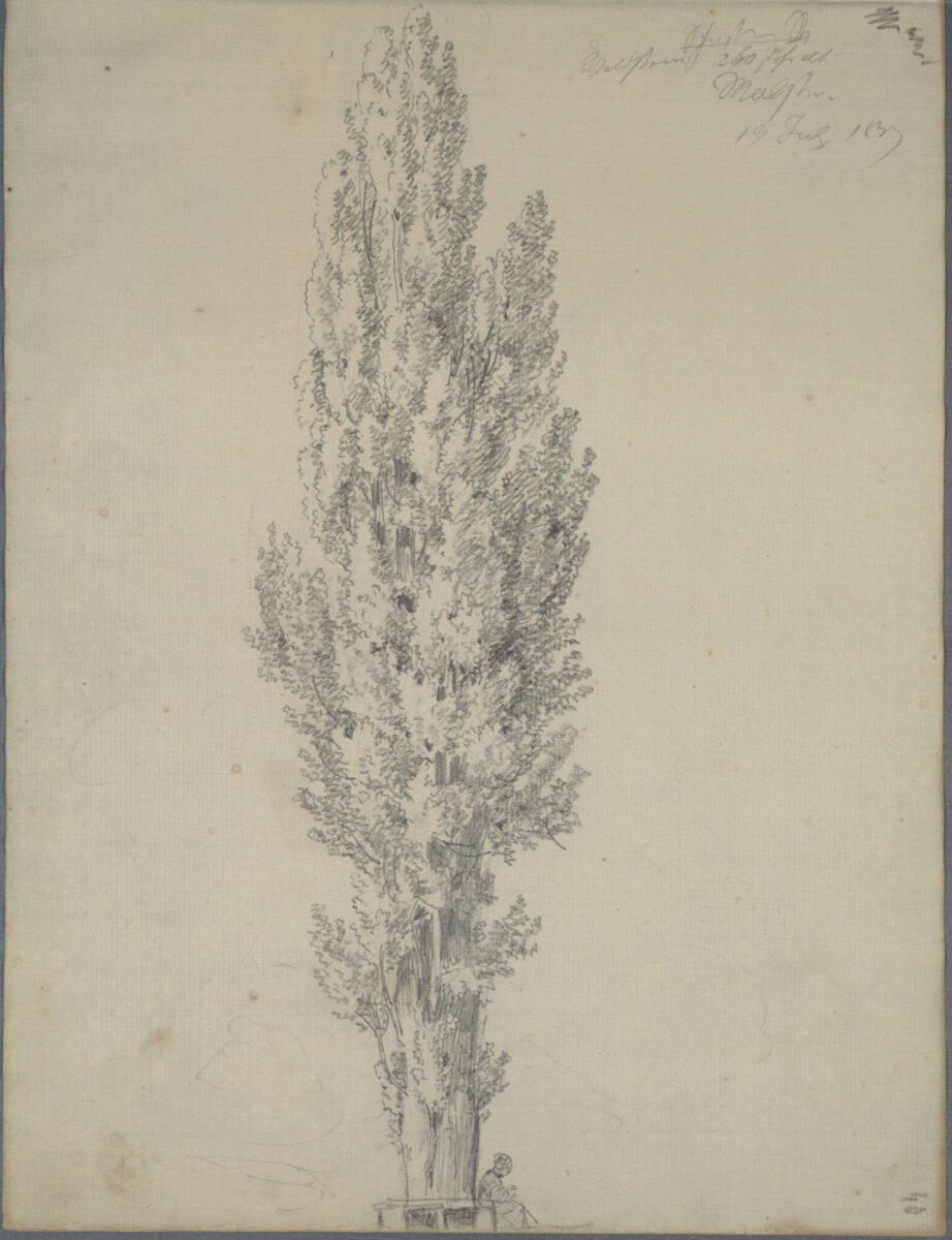 Joseph Holzer, Pappelstudie mit daran sitzender Figur, Inv. Nr.: 25932/40