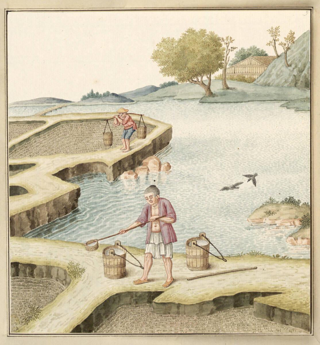 Anonym, Begießen der jungen Reishalme, Inv. Nr.: 13768