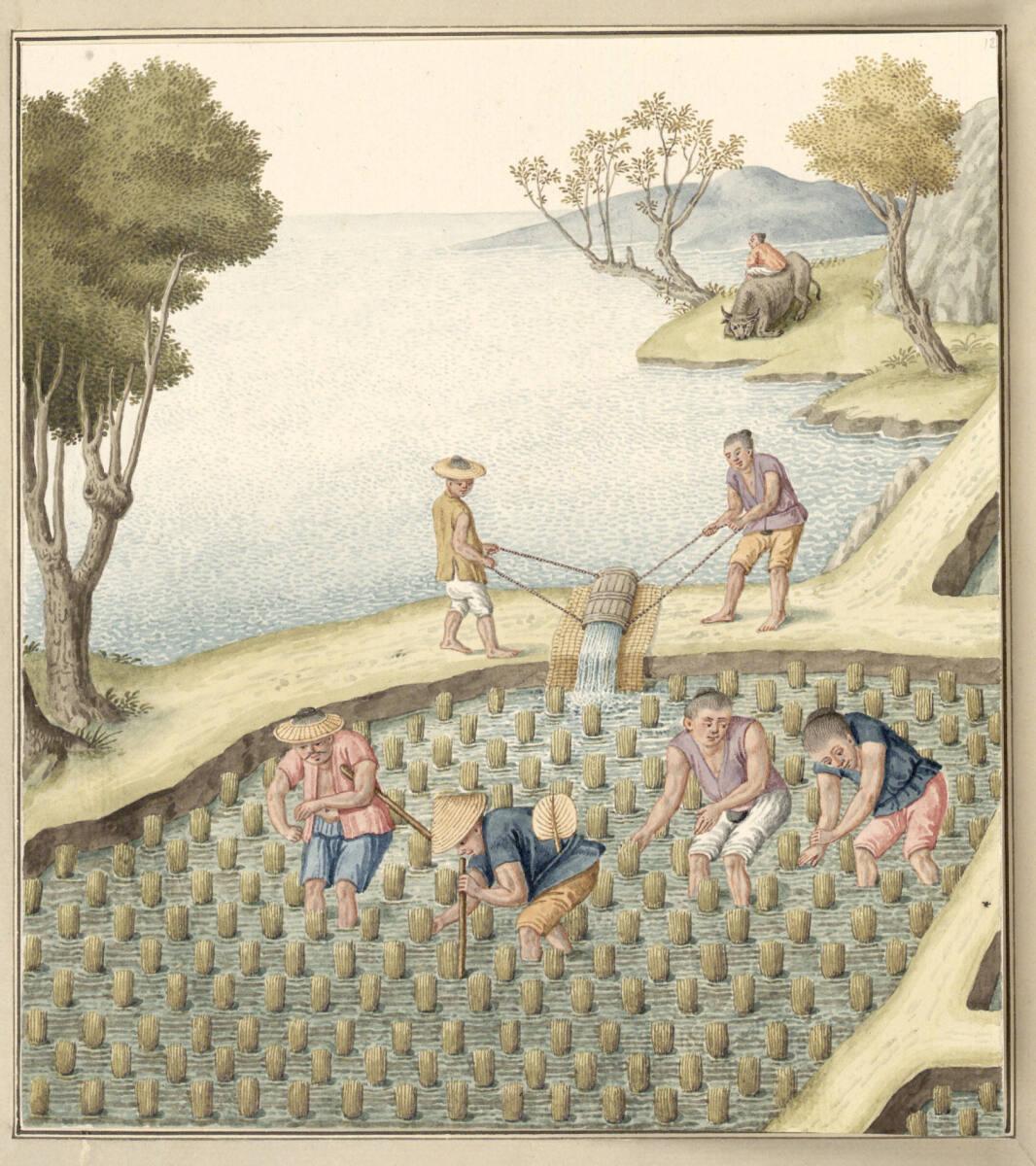 Anonym, Gießen des Reisfeldes mit dem Wasser eines Sees, Inv. Nr.: 13772