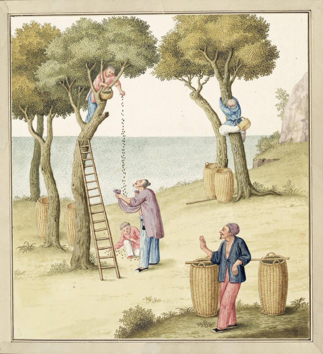 Anonym, Sammeln der Maulbeerblätter, Inv. Nr.: 13783