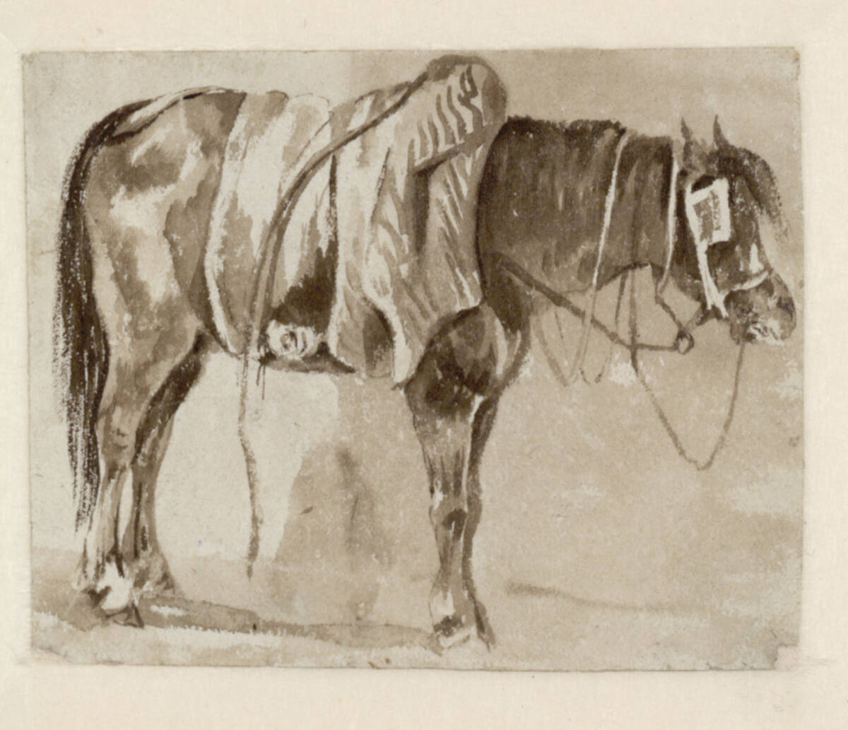 Pferd in Seitenansicht