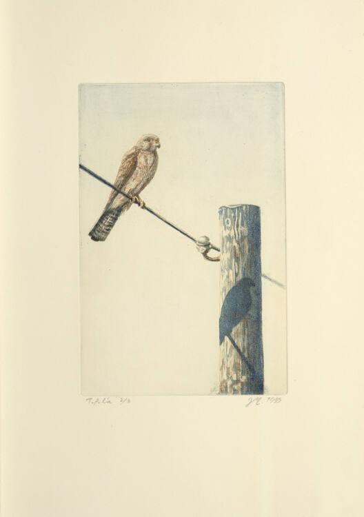 Janne Myllynen, Haukka langalla (Falke auf einer Leitung), Inv. Nr.: DG2007/306