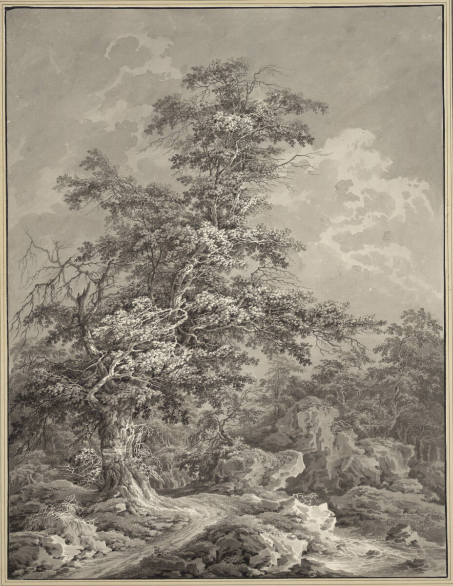 Großer Baum mit absterbenden Ästen an einem Waldweg, der einem Bach entlang führt, MatthiasJosephGail
