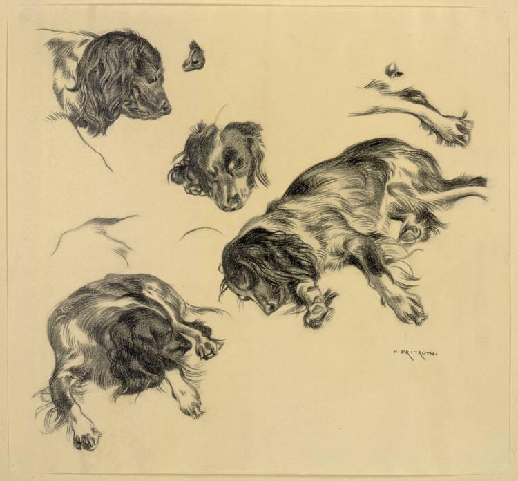 Norbertine von Bresslern-Roth, Spaniel, Inv. Nr.: 37833/17
