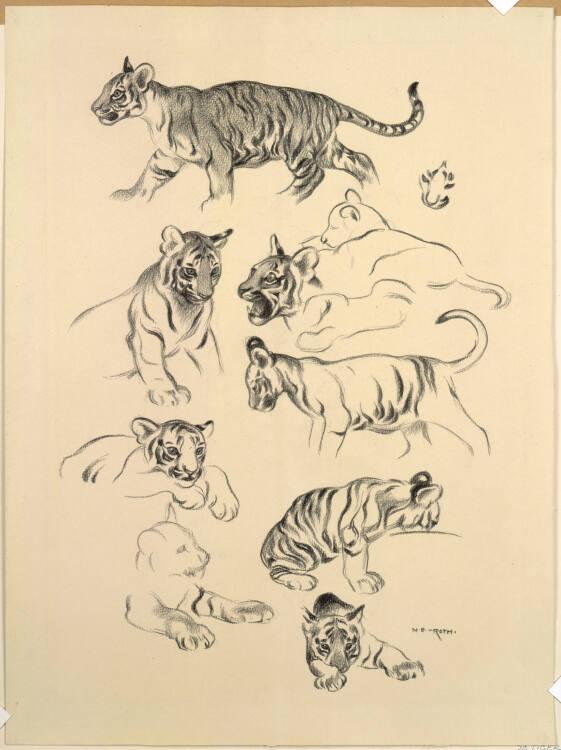 Norbertine von Bresslern-Roth, Junge Tiger, Inv. Nr.: 37833/37
