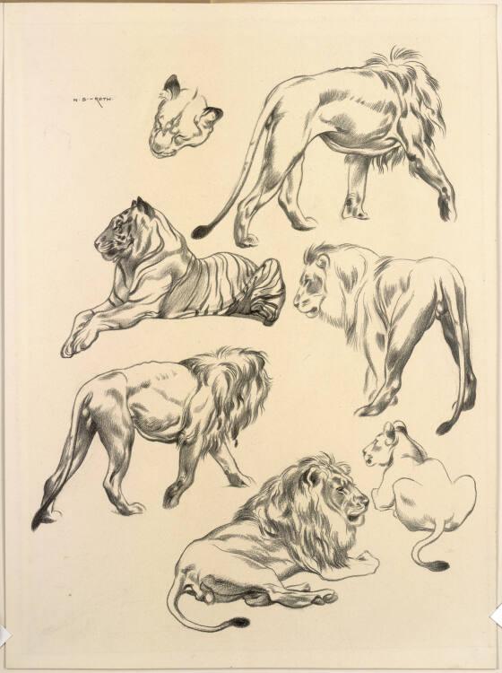 Norbertine von Bresslern-Roth, Löwen, Tiger, Inv. Nr.: 37833/39