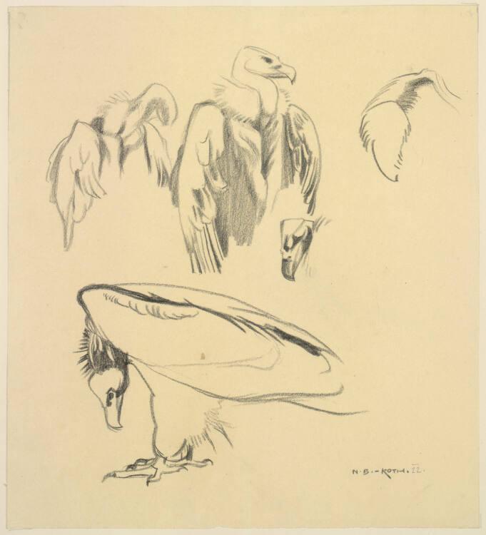 Norbertine von Bresslern-Roth, Mönchs-Geier, Inv. Nr.: 37833/4