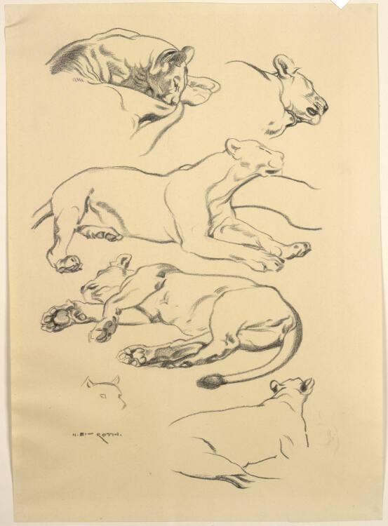 Norbertine von Bresslern-Roth, Puma, Löwe, Inv. Nr.: 37833/49