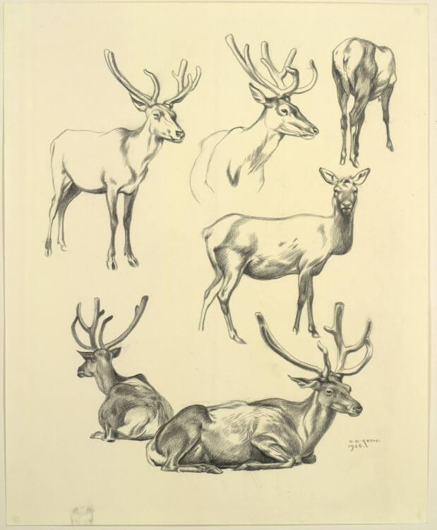 Norbertine von Bresslern-Roth, Wapiti-Hirsch, Inv. Nr.: 37833/111