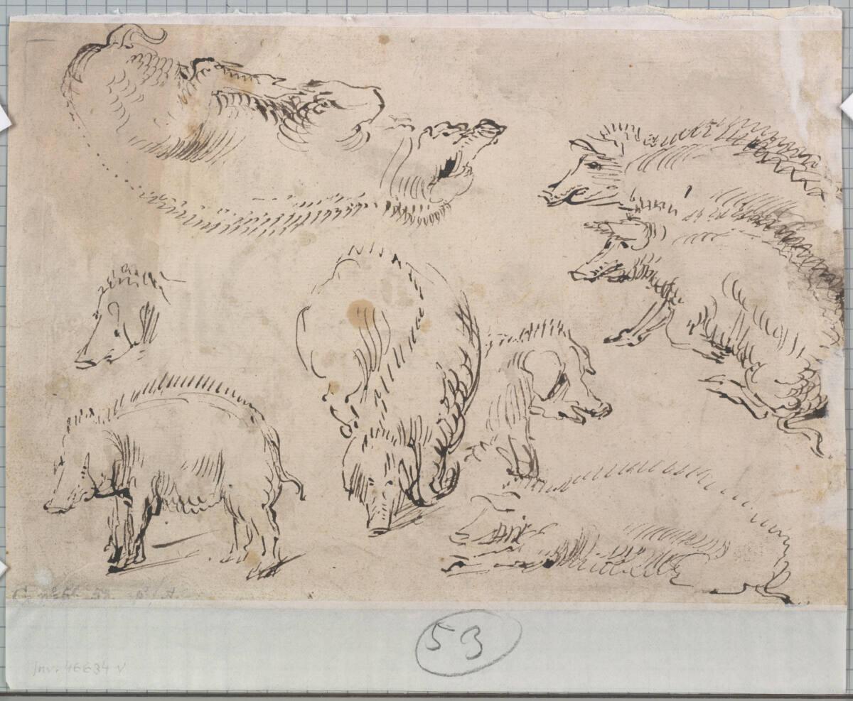 Studien von Schweinen, Inv. Nr.: 46634v