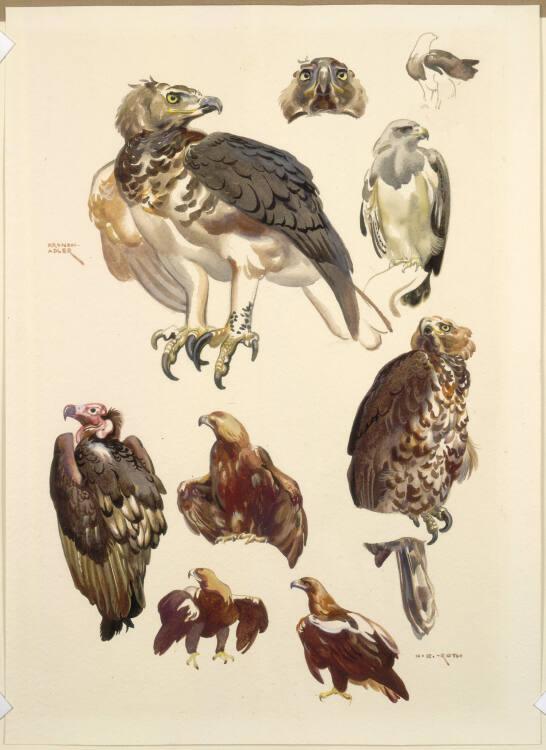 Norbertine von Bresslern-Roth, Adler und Geier, Inv. Nr.: 37833/218