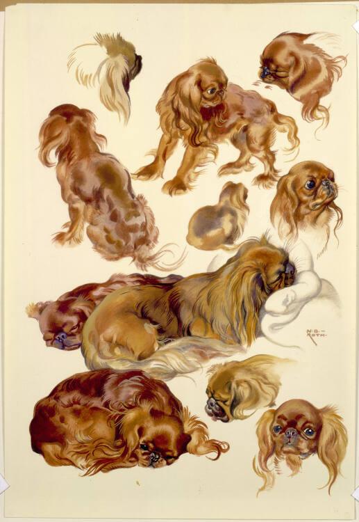Norbertine von Bresslern-Roth, Toy-Spaniel, Inv. Nr.: 37833/243