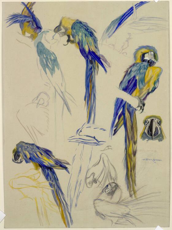 Norbertine von Bresslern-Roth, Ararauna, Inv. Nr.: 37833/306