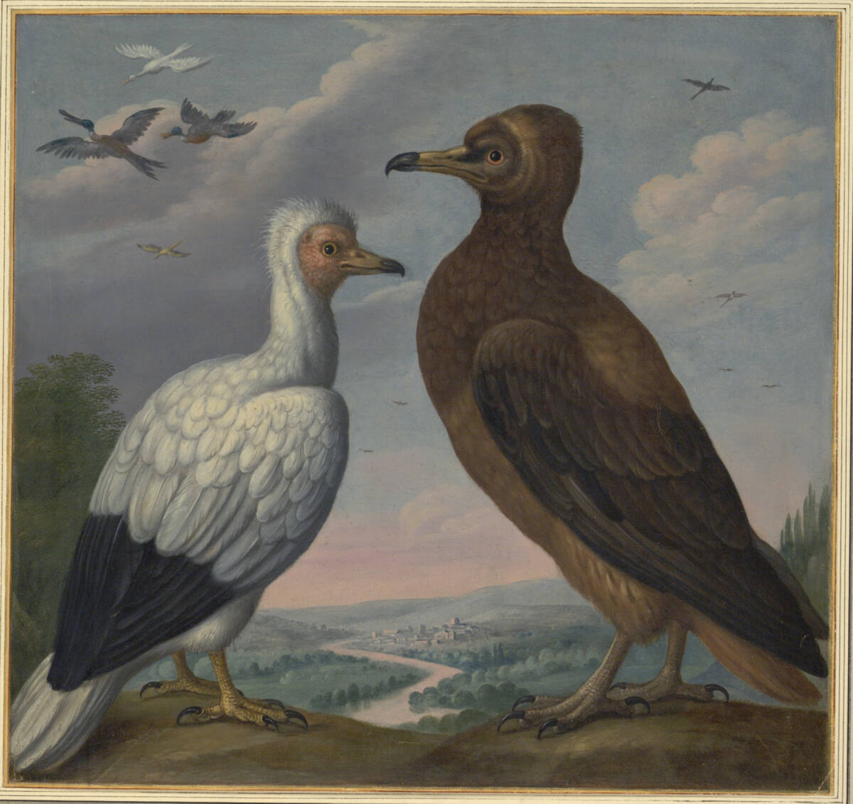 "Aquila Gypaeetus Percnopterus. Ein SchwanAdler.", Johann Jakob Walther d. Ä., 1640–1670